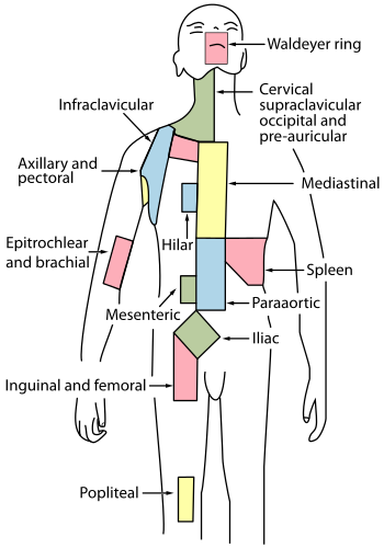 Paraaortic lymph nodes